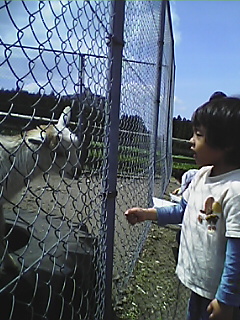 動物と遊びました。