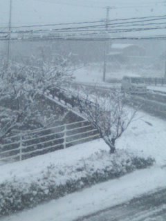 今日は雪が積もりました