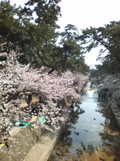 お花見