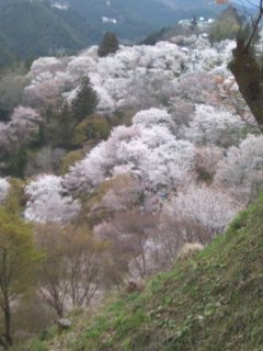 吉野の千本桜