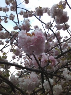 造幣局桜の通り抜け