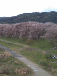 八幡桜まつり