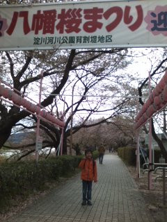 八幡桜まつり