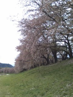 八幡桜まつり